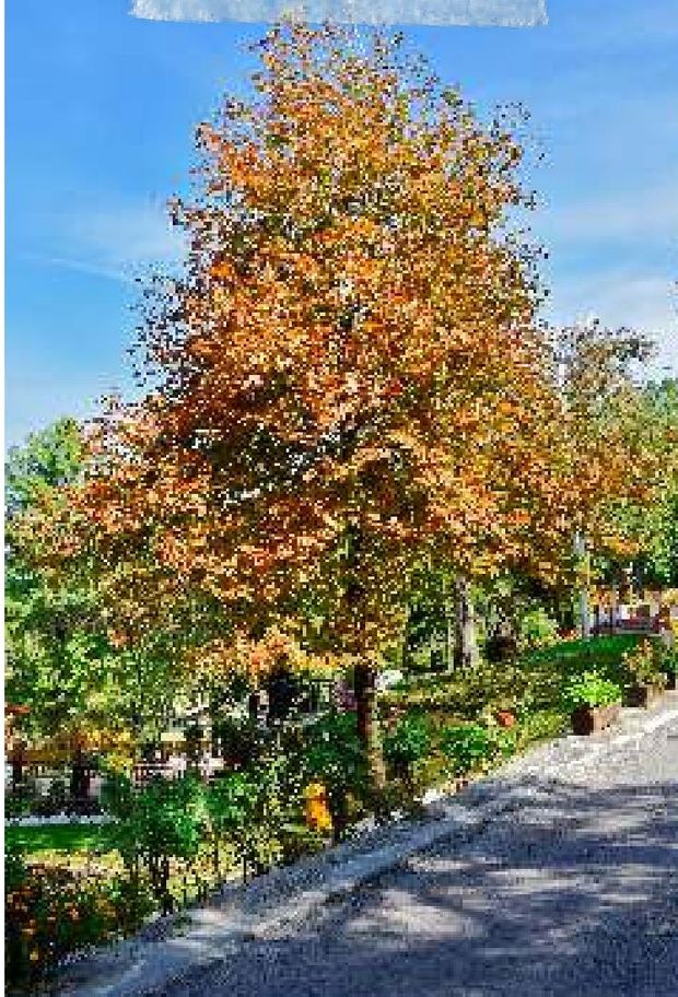 Autumn colour along the campus road. — Lawrence College Ghora Gali